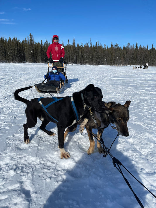 Drive your own dog team