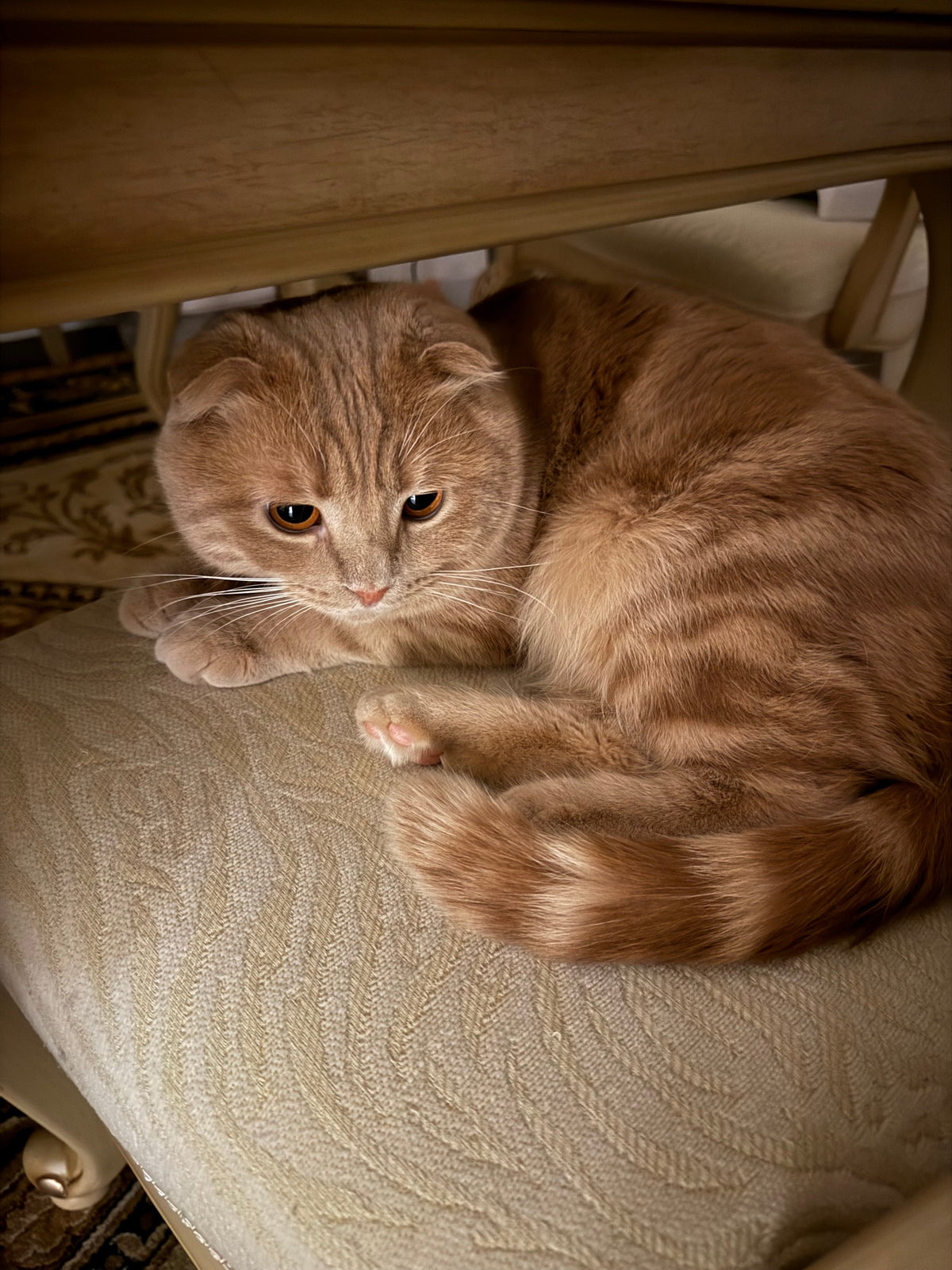 A Cat for Symmetry